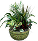 Dish Gardens