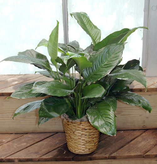 Spathiphyllum Peace Lily in Basket