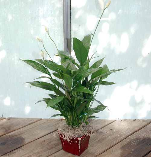 Spathyphillum Peace Lily in Ceramic Pot