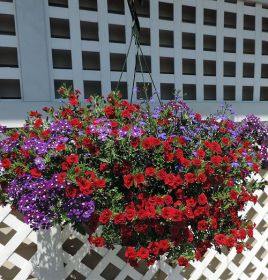 Outdoor Blooming Hanging Basket