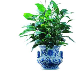 Single Foliage Plant in Decorative Container