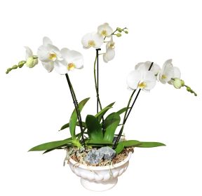Designer Orchid Planter