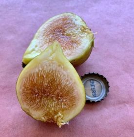 Golden Teardrop Unknown Fig