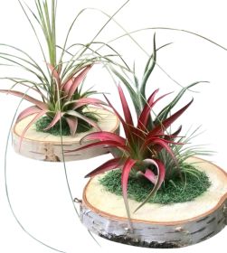 Triple Air Plant on Wooden Base