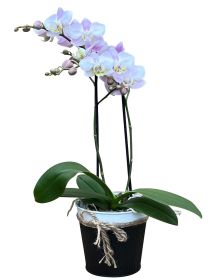 Loving Orchid Plant