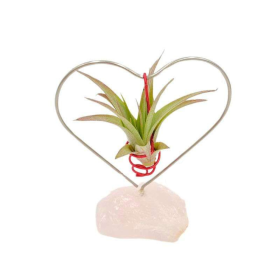 Love for Mom Air Plant