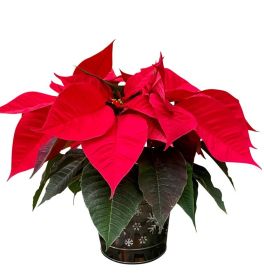 Poinsettia in Stylish Container