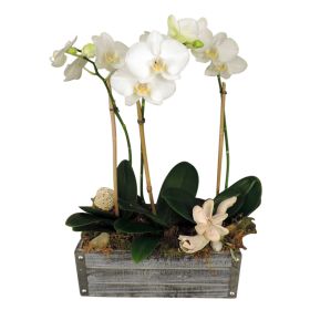 Rustic Orchid Planter