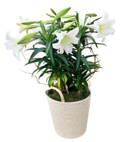 Triple Easter Lily