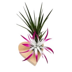 Wood Heart - Double Air Plant