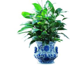 Green Peace Lily Plant in a Decorative Container