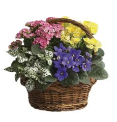 Assorted Blooming Plants in a Basket