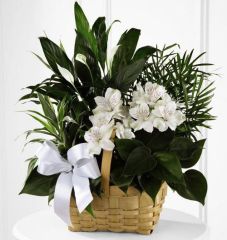 Dish garden in basket with white flowers for sympathy
