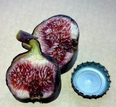 Black Manzanita fig fruit