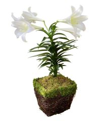 Single Easter Lily in decorative pot