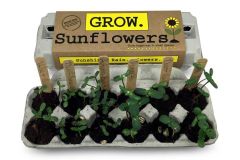 Sunflowers growing in Sunflower Grow kit
