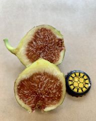 Planera Fig Fruit