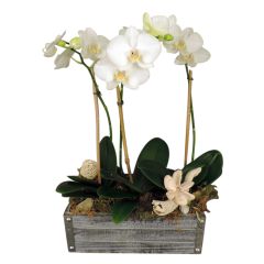 Triple Rustic Orchid Planter