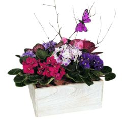 African violets planted in wooden cube