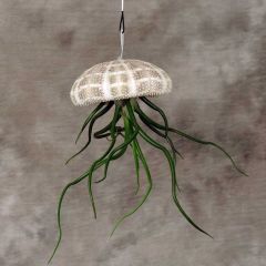 Hanging Sea Urchin Tillandsia Plant