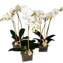 Shabby Chic Orchids