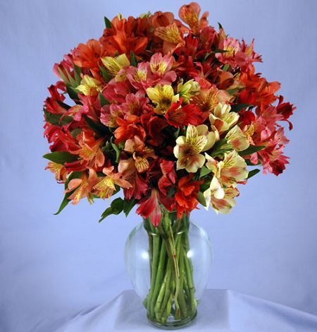 100 Blooms of Peruvian Lilies in a wrapped bouquet