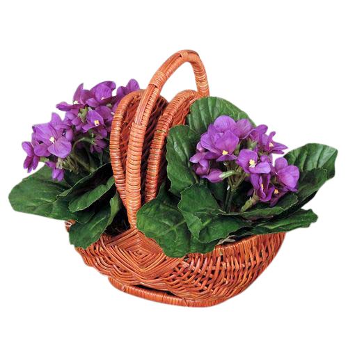 Artificial African Violets in a picnic basket