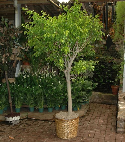 Large Ficus Tree in Basket