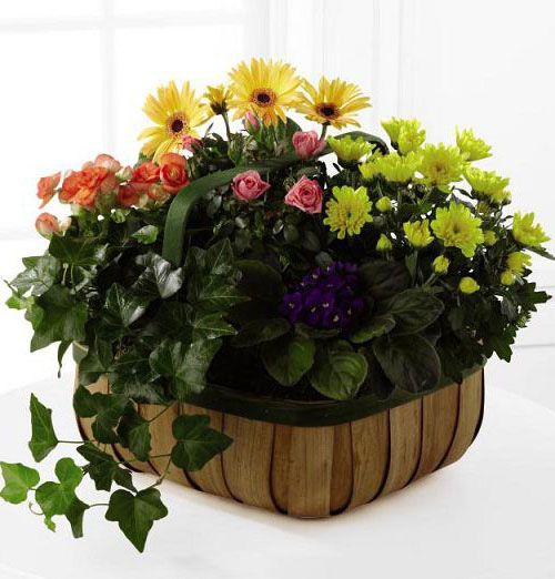 Gently blossoms basket of blooming plants for sympathy Small