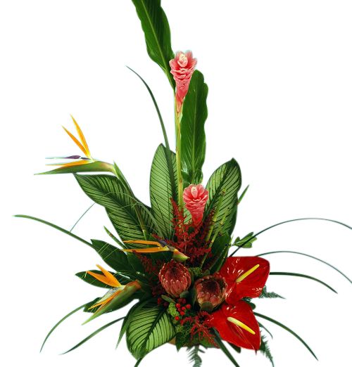 Of the tropics exotic flower arrangement with anthurium, bird of paradise and ginger
