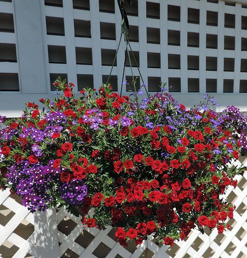 Outdoor beautiful, blooming hanging basket