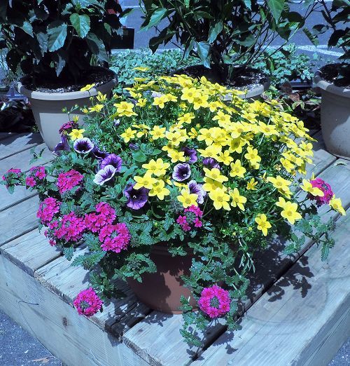 Outdoor colorful patio planter with blooming plants