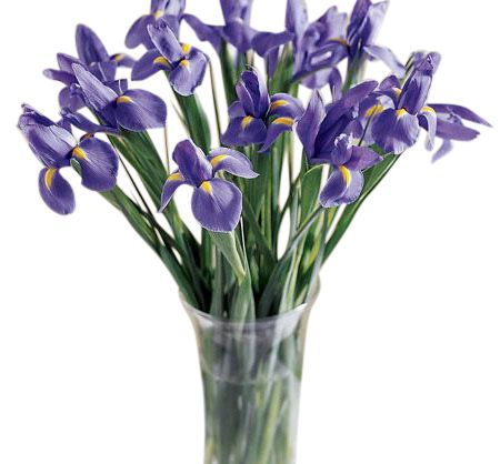 Simply iris arranged in a glass cylinder vase