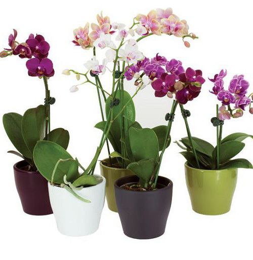 Teacup Orchid Planter