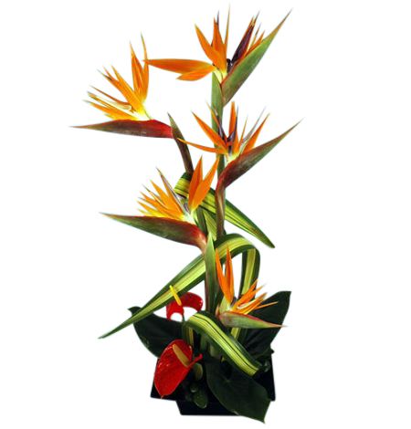Tropical flower arrangement of bird of paradise and anthurium