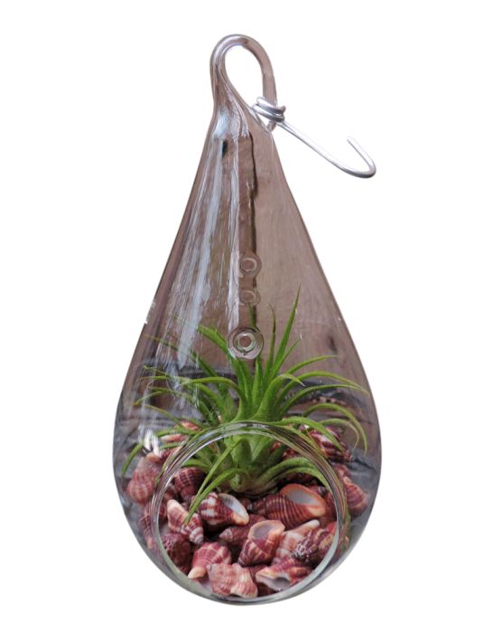 air plant with shells in glass teardop