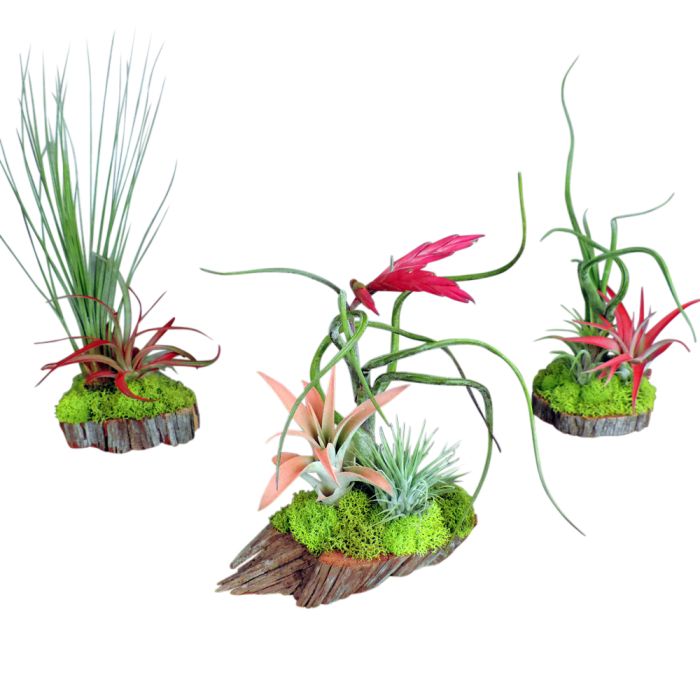 Three triple air plants on wooden bases