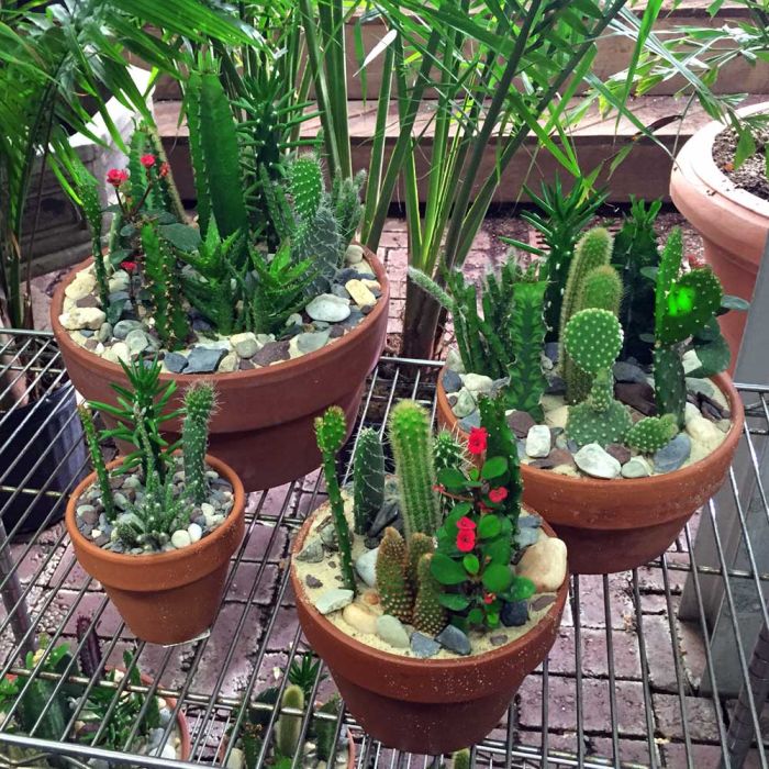 Assorted cactus gardens in the greenhouse