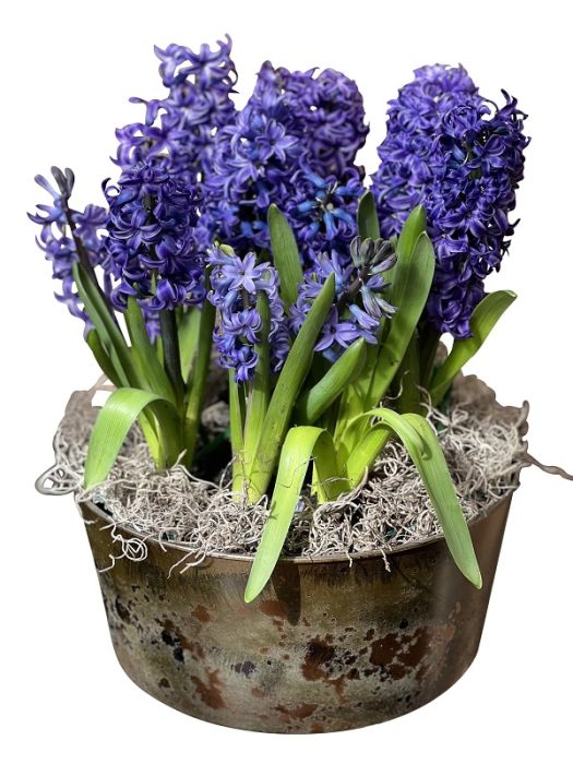 Potted Blue Hyacinths