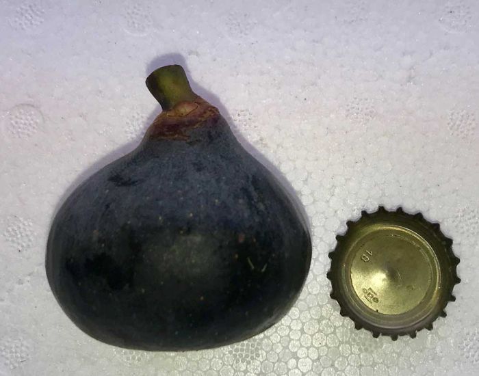 Bourjasotte Noire Fig