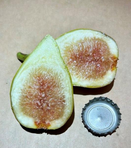 Brooklyn White Fig Fruit