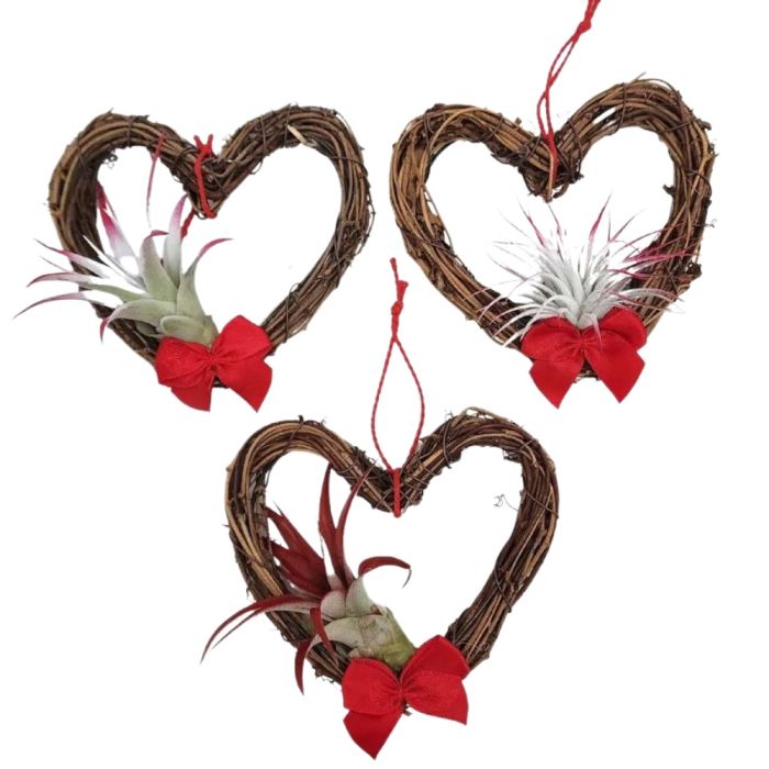 Cupid's heart wreath air plant