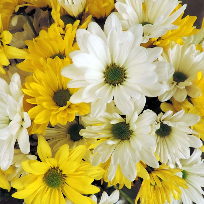 Bouquet of Daisies