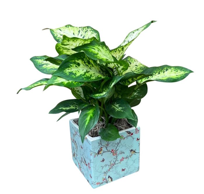 Dieffenbachia Plant in ceramic pot
