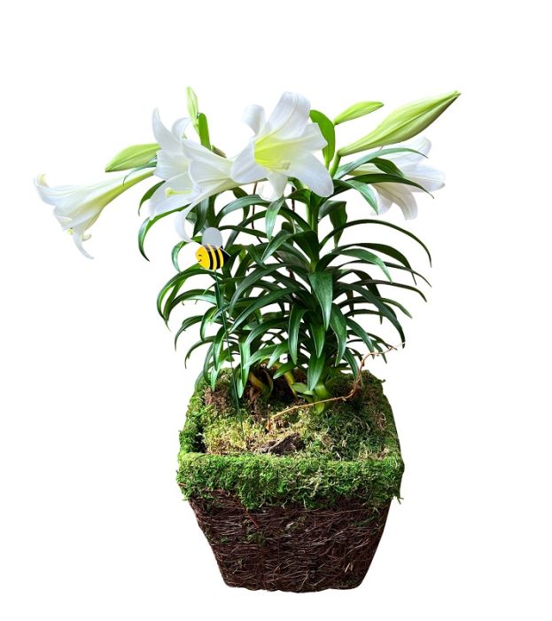 Double Easter Lily Plant