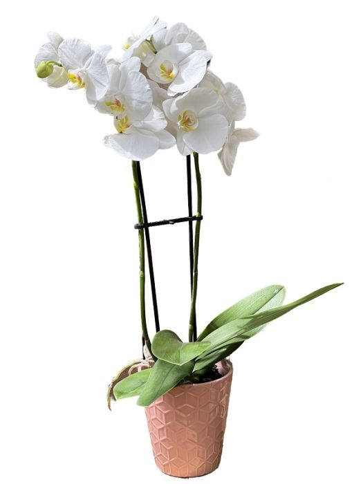 Double Orchid Plant in Modern Pot