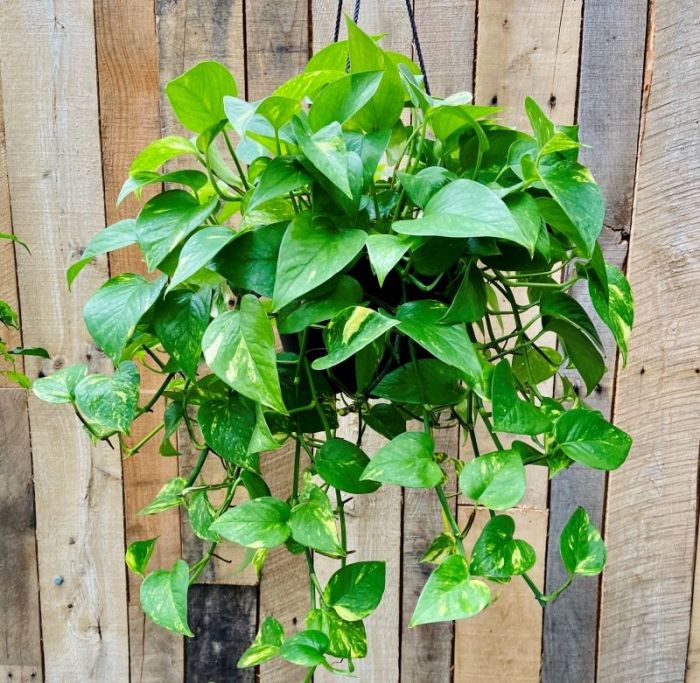 Foliage plant hanging basket