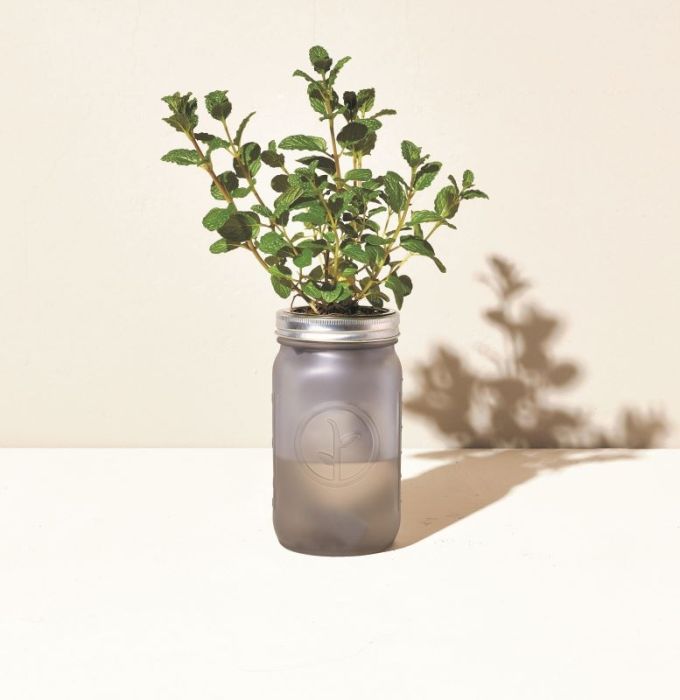 Garden Jar Mint - Mint Home Decor Baton Rouge