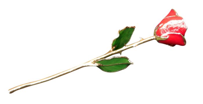 Gold trimmed red rose stem