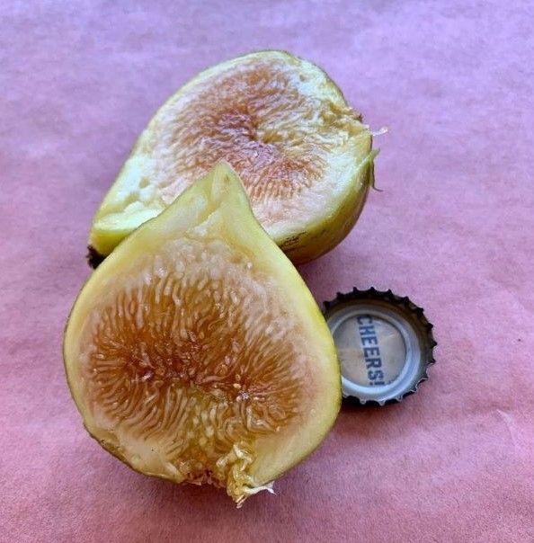 Golden Teardrop Unknown Fig Fruit Cross Section